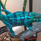 Ambanja Male AP-34