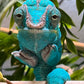 ST-10 True Blue Nosy Be Male