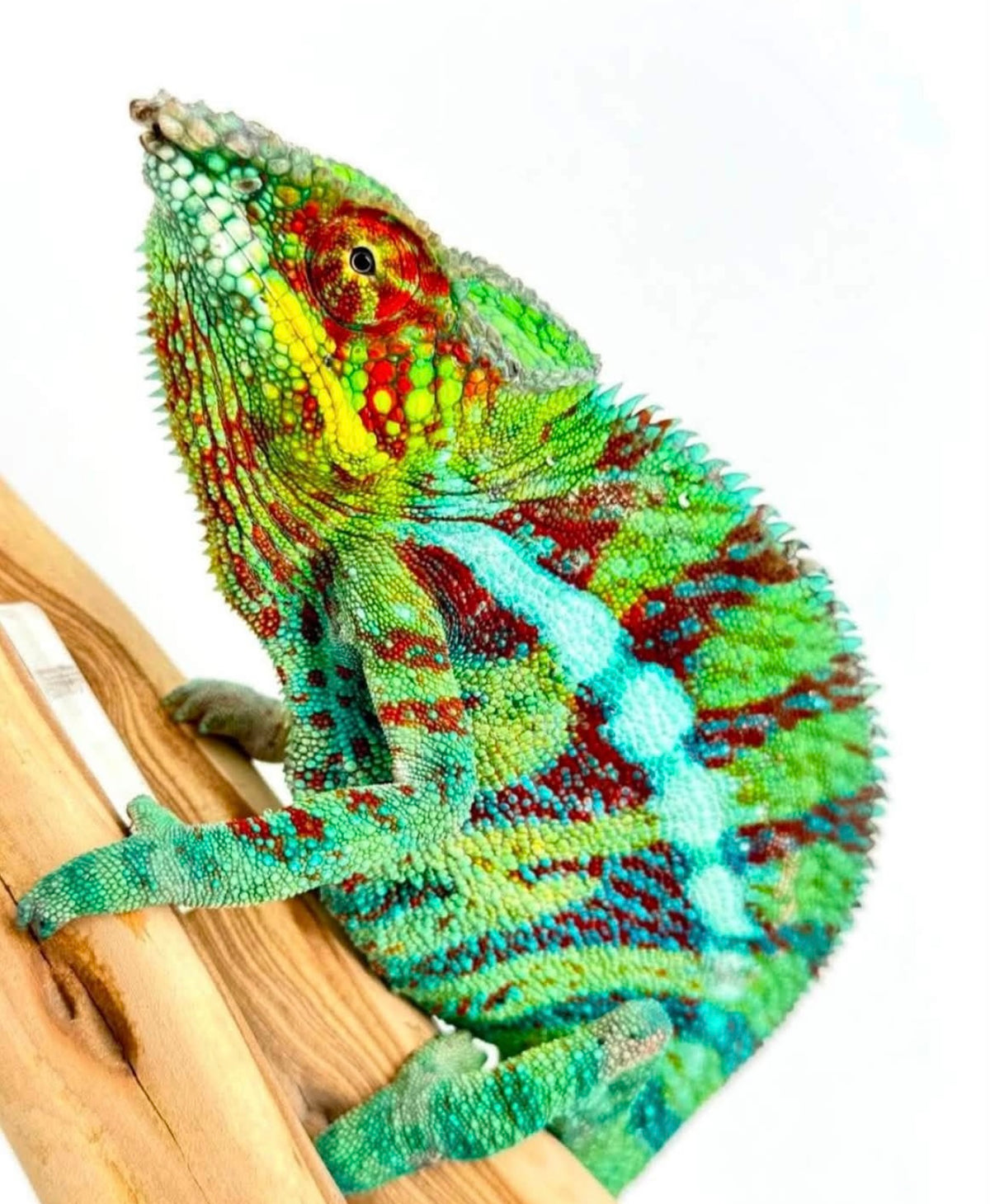 TY-2 Ambanja Male